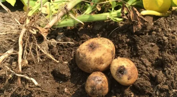 Kto odkrył ziemniaki? Historia, która zaskoczy każdego miłośnika kulinariów